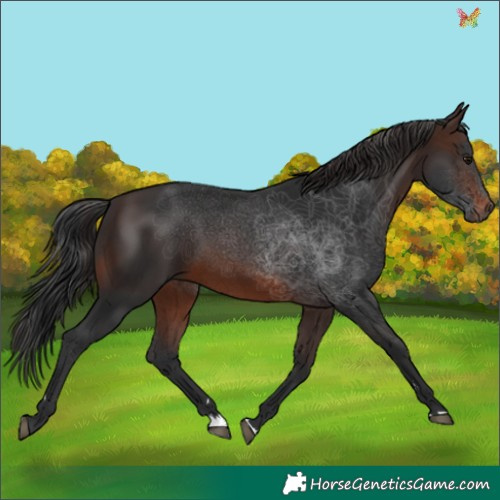 Horse Color:Brown 