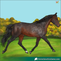 Horse Color:Brown 