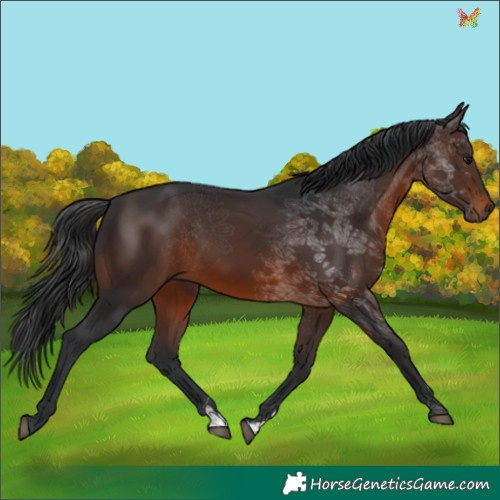 Horse Color:Brown 