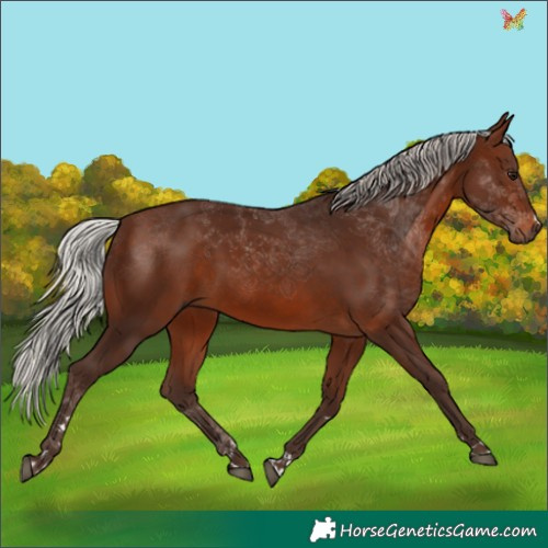 Horse Color:Silver Brown 