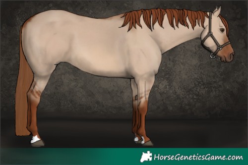 Horse Color:Red Dun 