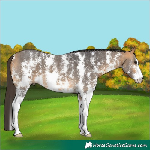 Horse Color:Buckskin Sabino