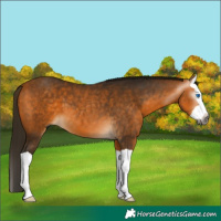 Horse Color:Gray Buckskin Splash