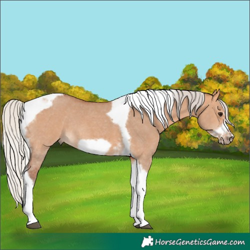 Horse Color:Silver Bay Dun Sabino Tobiano Frame Rabicano