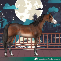 Horse Color:Bay Sabino Rabicano