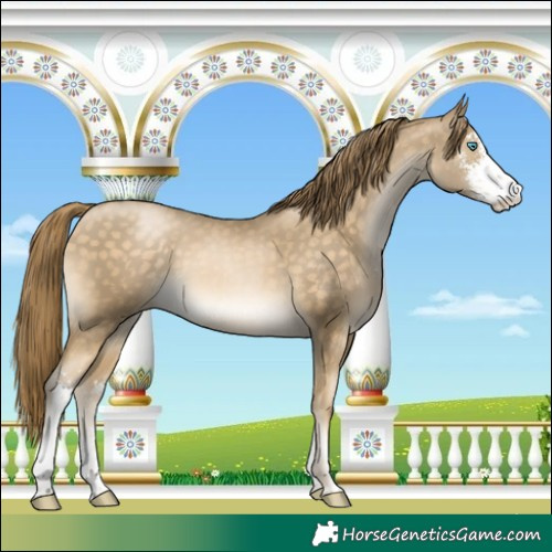 Horse Color:Buckskin Pearl Sabino 