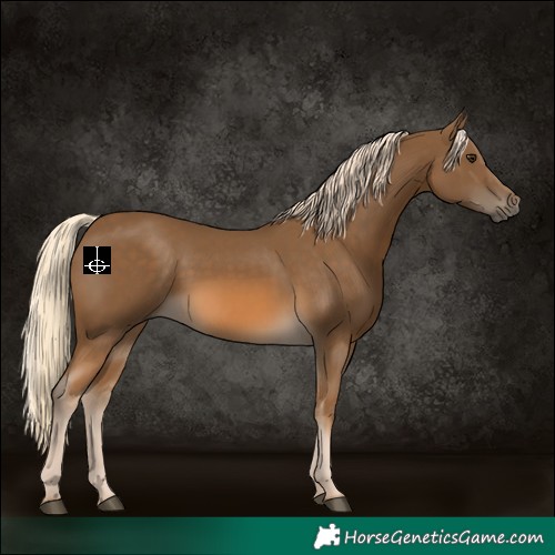 Horse Color:Chocolate Palomino 
