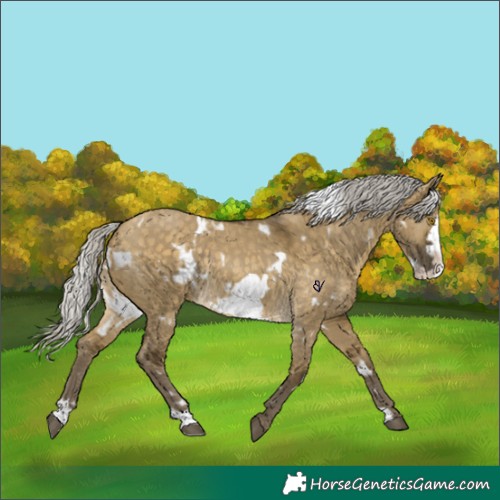 Horse Color:White Spotted Silver Buckskin Dun Frame Rabicano 
