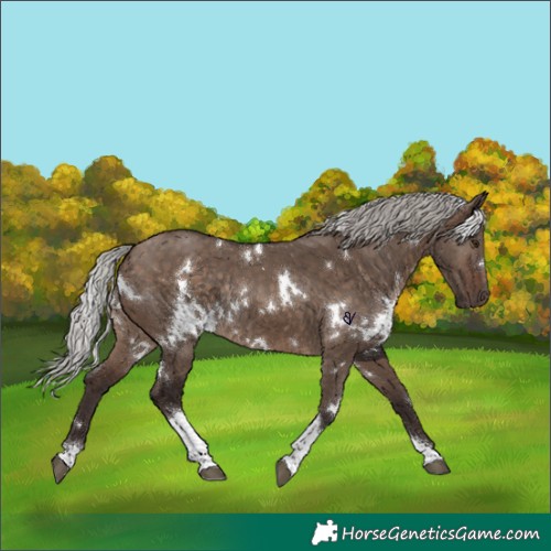 Horse Color:White Spotted Silver Brown Dun Tobiano Rabicano 