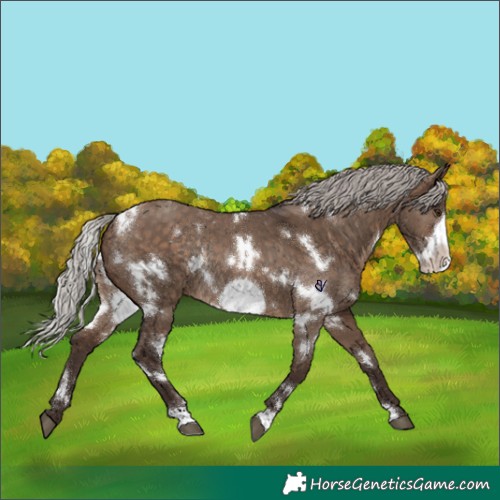 Horse Color:White Spotted Silver Brown Dun Frame Rabicano 