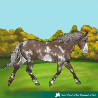 Horse Color:White Spotted Silver Brown Dun Frame Rabicano 
