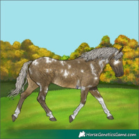 Horse Color:White Spotted Silver Buckskin Dun Tobiano Rabicano 