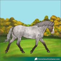 Horse Color:Silver Brown Roan Dun Frame Rabicano