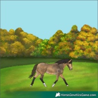 Horse Color:Buckskin