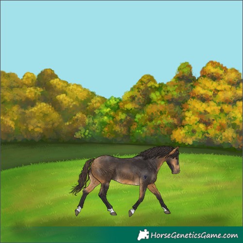 Horse Color:Buckskin 