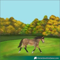 Horse Color:Buckskin