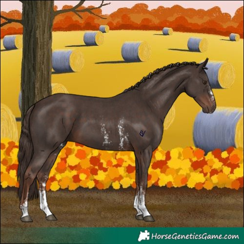 Horse Color:Liver Chestnut Sabino 
