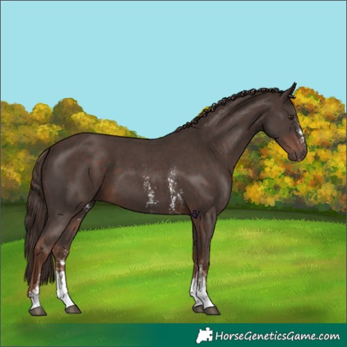 Horse Color:Liver Chestnut Sabino 