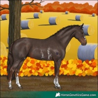 Horse Color:Liver Chestnut Sabino 