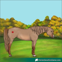 Horse Color:Red Dun