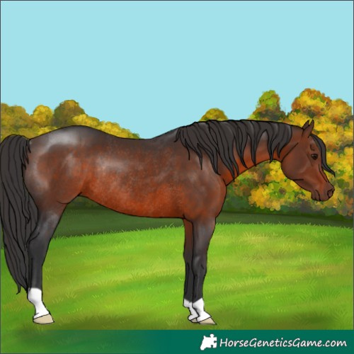 Horse Color:Brown Rabicano 