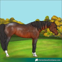Horse Color:Brown Rabicano