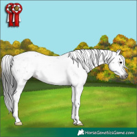 Horse Color:Gray Brown Sabino
