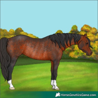 Horse Color:Bay Rabicano 
