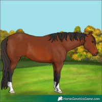 Horse Color:Bay 