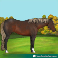 Horse Color:Liver Chestnut 