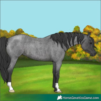 Horse Color:Blue Roan 