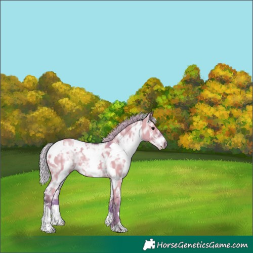 Horse Color:Watercolor White Spotted Silver Grullo Ice 