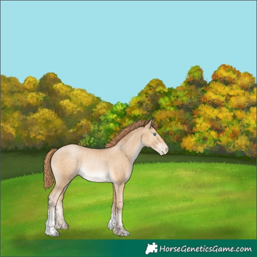 Horse Color:Buckskin Pearl Rabicano 