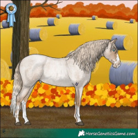 Horse Color:Chocolate Palomino Roan Pearl Splash 