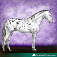 Horse Color:Liver Chestnut Appaloosa