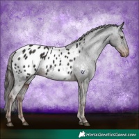 Horse Color:Liver Chestnut Appaloosa