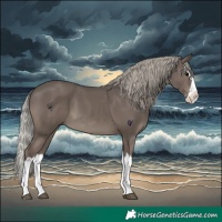 Horse Color:Silver Black Splash 