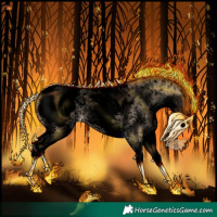 Horse Color:Void White Spotted Bay Dun Appaloosa 