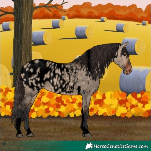 Horse Color:Void White Spotted Bay Dun Tobiano Appaloosa 