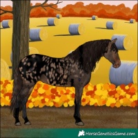 Horse Color:Void White Spotted Bay Dun Tobiano Near Leopard 
