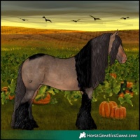 Horse Color:Void Bay Dun Tobiano Appaloosa 