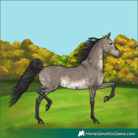 Horse Color:Grullo Rabicano  and Brown Dun Rabicano 