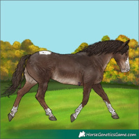 Horse Color:Liver Chestnut Splash Tobiano 