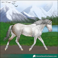 Horse Color:Gray Amber Cream Champagne Splash Tobiano Appaloosa 