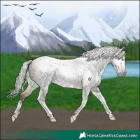 Horse Color:Gray Amber Cream Champagne Splash Tobiano Appaloosa 