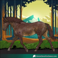 Horse Color:Chocolate Buckskin 