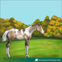 Horse Color:Gray White Spotted Silver Buckskin Pearl Splash Rabicano 