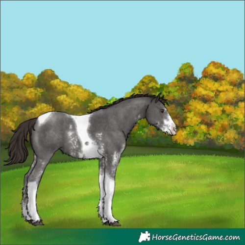 Horse Color:Liver Chestnut Sabino Tobiano 
