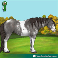 Horse Color:Liver Chestnut Sabino Tobiano 