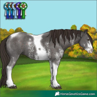 Horse Color:Liver Chestnut Sabino Tobiano